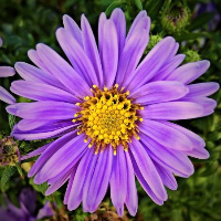 Ole Andreas Follesø