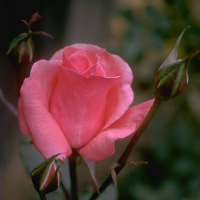 Solveig Konstanse Elstad